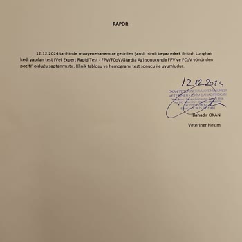 Sağlıksız Kedi Satışı Ve İlgisiz Satıcılar