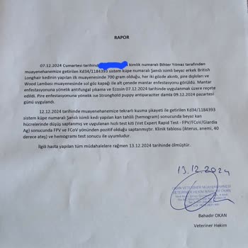 Sağlıksız Kedi Satışı Ve İlgisiz Satıcılar