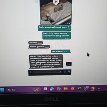 Sağlıksız Kedi Satışı Ve İlgisiz Satıcılar