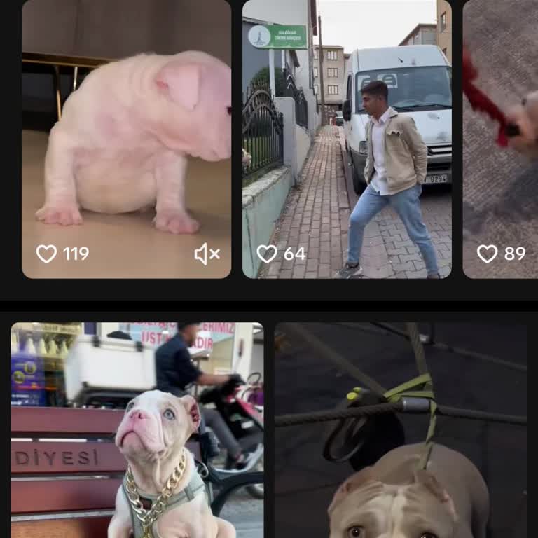 Hayvan Haklarına Aykırı Canlı Yayınlar