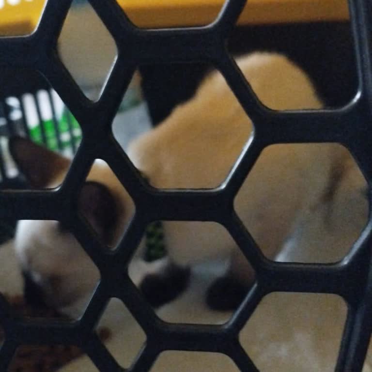 Halikarnas Petshop (Çanakkale) Paramı Vermedi