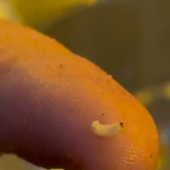 Migros Uzman Kasap Markalı Kıymada Karşılaşılan Sorunlar