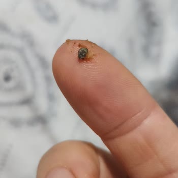 Humm Kekinde Taş Şoku