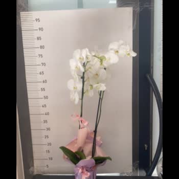 Çiçek Sepeti'nde Orkide Sorunu Ve İletişim Eksikliği