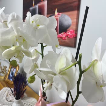 Çiçek Sepeti'nde Orkide Sorunu Ve İletişim Eksikliği