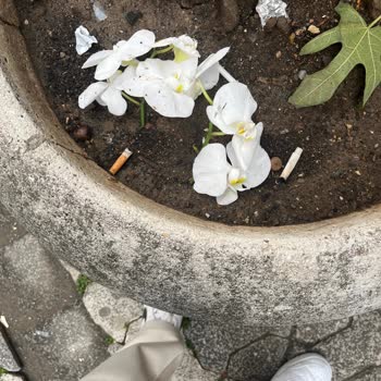 Çiçek Sepeti'nde Orkide Sorunu Ve İletişim Eksikliği