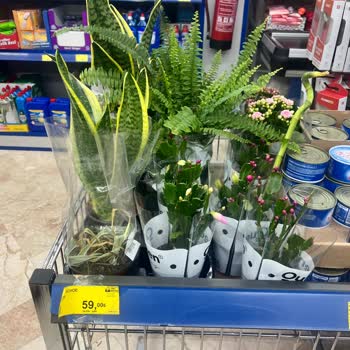 Raftaki Ürün Satışta Değil: Anlamsız Uygulama