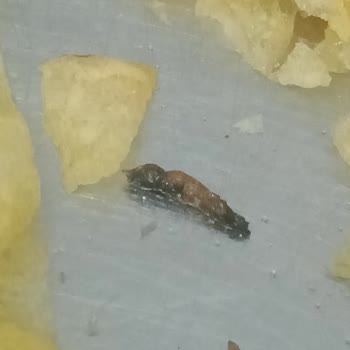 Mega Boy Cips Paketinden Çıkan Şok Edici Sürpriz