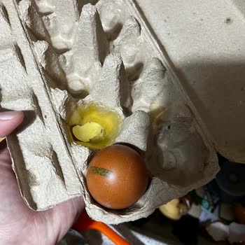 Tire Yumurtalarında Sürekli Kırıklar Ve Maddi Zarar