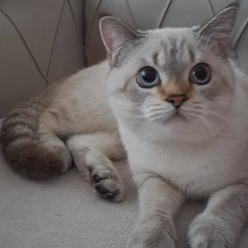 Veteriner Hatası: Anestezi Testi Yapılmadan Kısırlaştırma