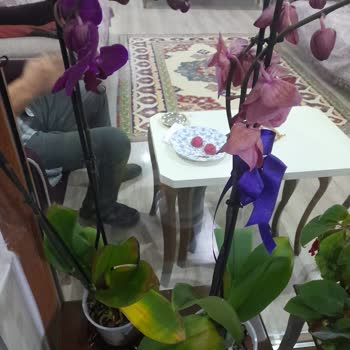 Çiçek Sepeti'nden Gelen Orkideler Soldu Ve Kırık Geldi
