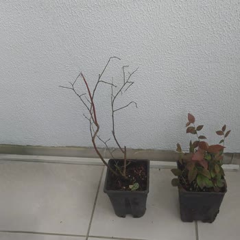 Alz Garden Yanıltıcı Ürün Ve İletişimsizlik