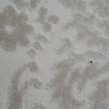 Halı Yıkama Hizmetinde Hayal Kırıklığı