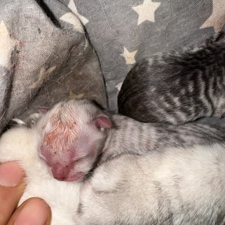 Vetkid Veteriner Hekimin İlgisizliği!