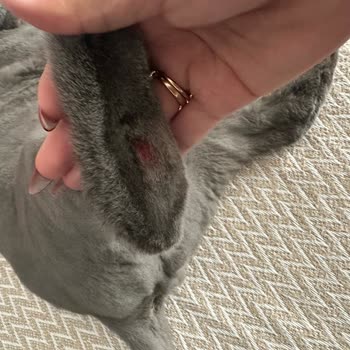 Kedimde Sahte Mama Şüphesiyle Sağlık Sorunları