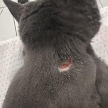 Kedimde Sahte Mama Şüphesiyle Sağlık Sorunları
