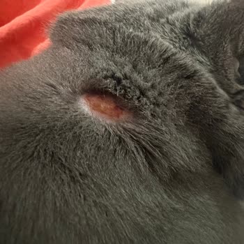 Kedimde Sahte Mama Şüphesiyle Sağlık Sorunları