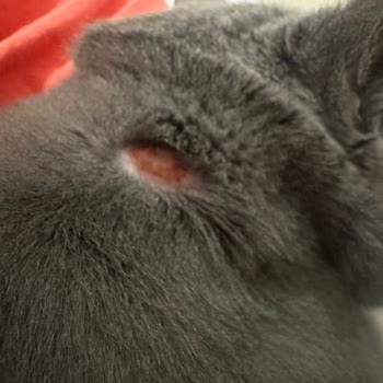 Kedimde Sahte Mama Şüphesiyle Sağlık Sorunları