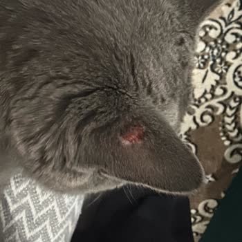 Kedimde Sahte Mama Şüphesiyle Sağlık Sorunları