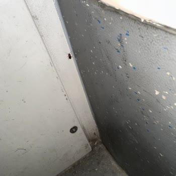 Tramvay Hattında Artan Haşere Sorunu Ve Bakım Eksiklikleri