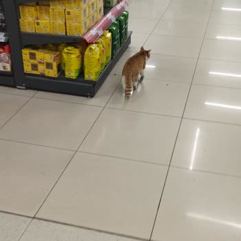 A101 Market İçerisindeki Kediler Rahatsız Ediyor