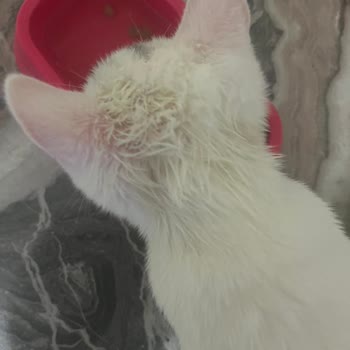 Kaya Giray Veteriner Kliniği İlgisizliği