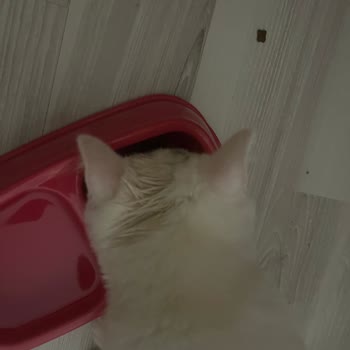 Kaya Giray Veteriner Kliniği İlgisizliği