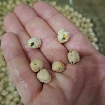 Taze Ürünlerde Böceklenme Şoku: Migros'tan Aldığım Nohutlar Mağduriyet Yarattı