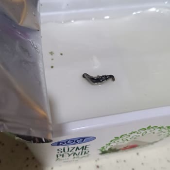 Dost Marka Peynirde Şok Edici Buluntu