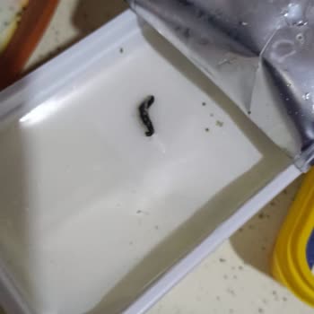 Dost Marka Peynirde Şok Edici Buluntu