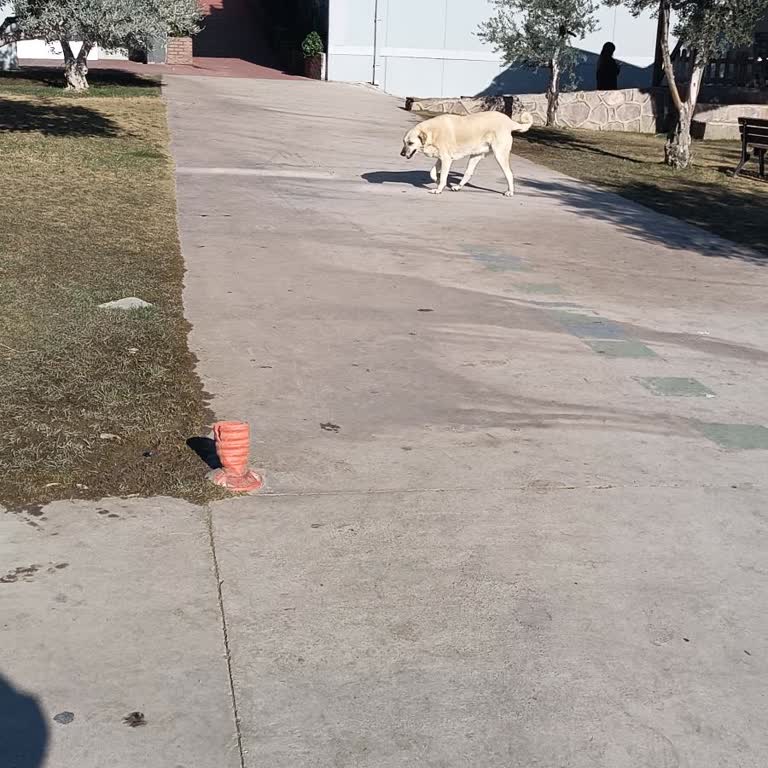 Bahçeşehir Koleji'nde Sağlık Tehdidi: Sokak Köpekleri
