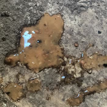 Bakım Evinde Sağlıklı Kedi Öldü