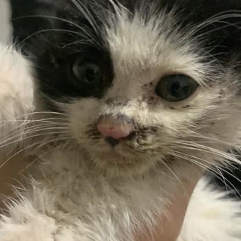Bakım Evinde Sağlıklı Kedi Öldü