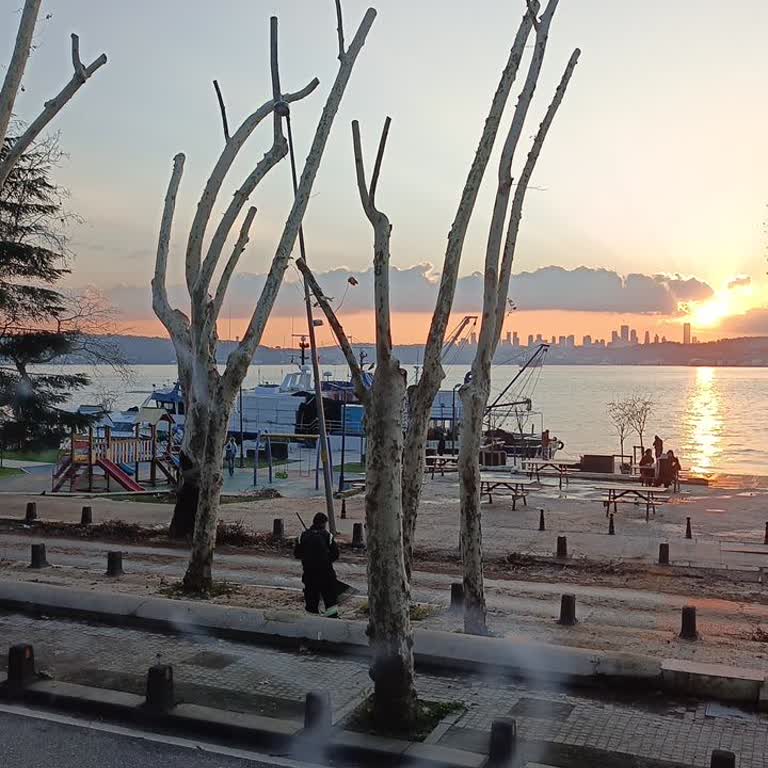 Beykoz'da Ağaç Katliamı