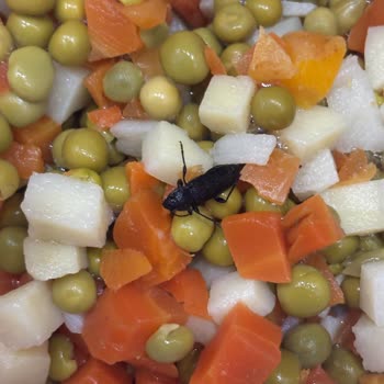 Migros Sanal Market'ten Gelen Üründe Böcek Şoku