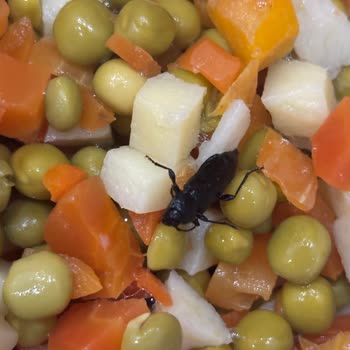 Migros Sanal Market'ten Gelen Üründe Böcek Şoku