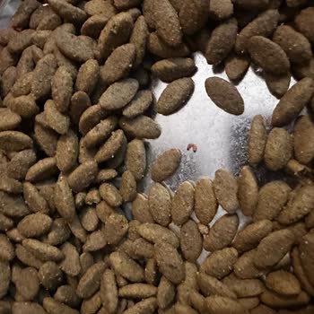 Pro Plan Mama Kalitesi Neden Bozuldu?