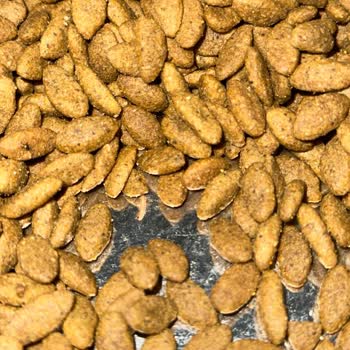 Pro Plan Mama Kalitesi Neden Bozuldu?