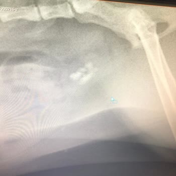 Yanlış Mama Seçimi Kedimi Ameliyata Götürüyor!