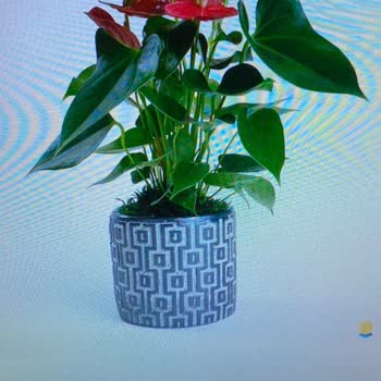 Çiçek Sepeti'nde Yanıltıcı Gönderimler Ve Müşteri Memnuniyetsizliği