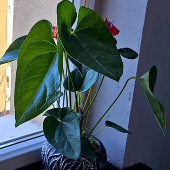 Çiçek Sepeti'nde Yanıltıcı Gönderimler Ve Müşteri Memnuniyetsizliği