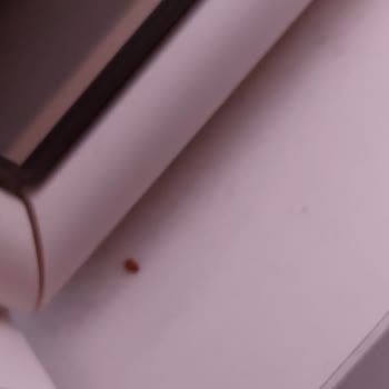 Tahta Kurusu Sorunu Ve İstikbal'den Yetersiz Hizmet