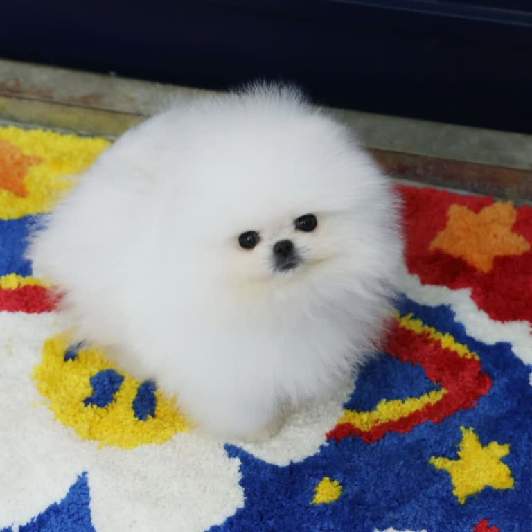 Şevikoğlu Market Kucaktaki Minik Köpeğe Market Yasağı!