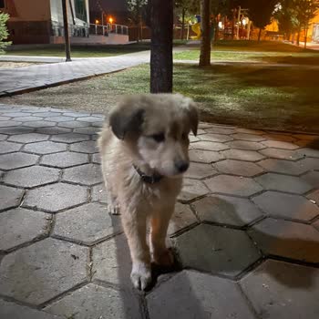 Etimesgut Belediyesi Veteriner Hekiminin Kaba Davranışları Ve İletişim Sorunları