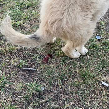 Etimesgut Belediyesi Veteriner Hekiminin Kaba Davranışları Ve İletişim Sorunları