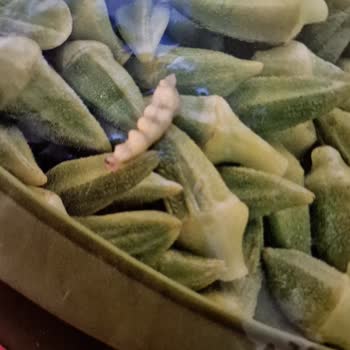 Dondurulmuş Bamya İçinde Kurt Şoku