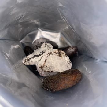 Küflenmiş Kayısı Şoku: Otto Markasına Güven Sarsıldı