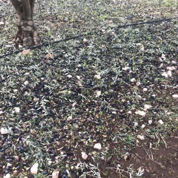 TARSİM Eksper Bekleyişi: Çiftçinin Mağduriyeti