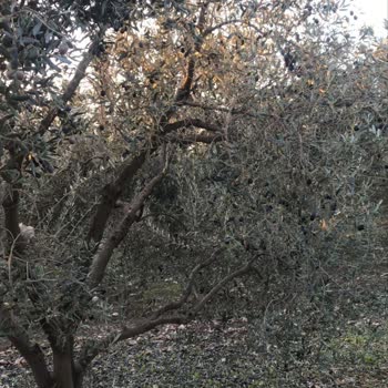 TARSİM Eksper Bekleyişi: Çiftçinin Mağduriyeti