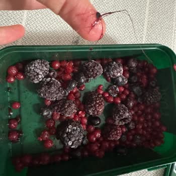 Dondurulmuş Meyve Kutusundan Çıkan Şok Edici Sürpriz